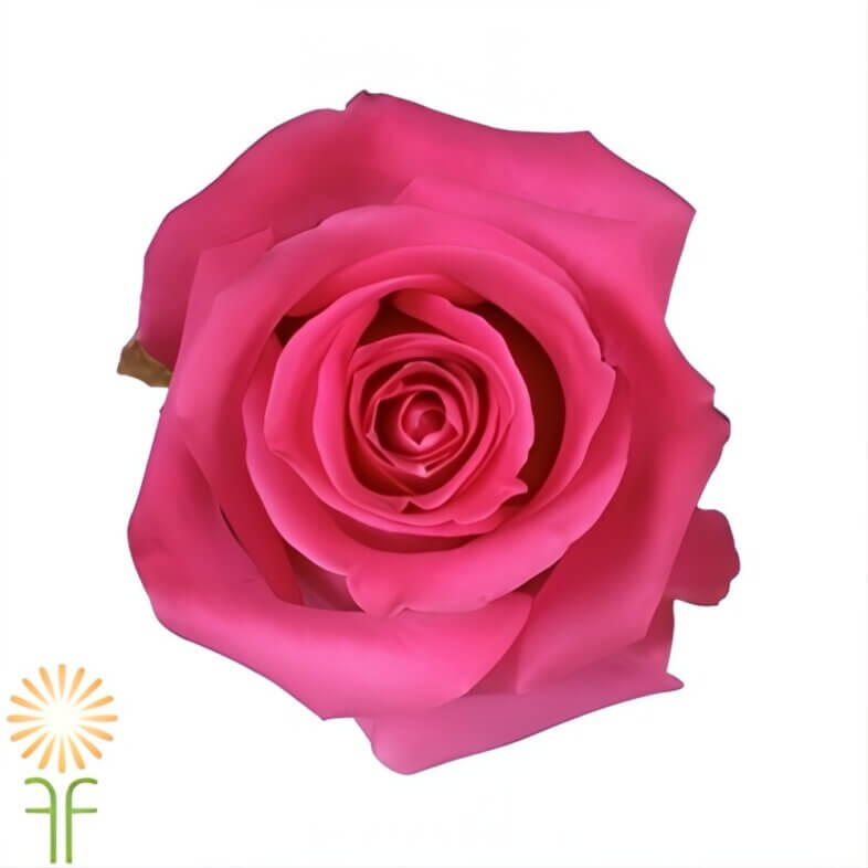 wholesale Pink Topaz Roses