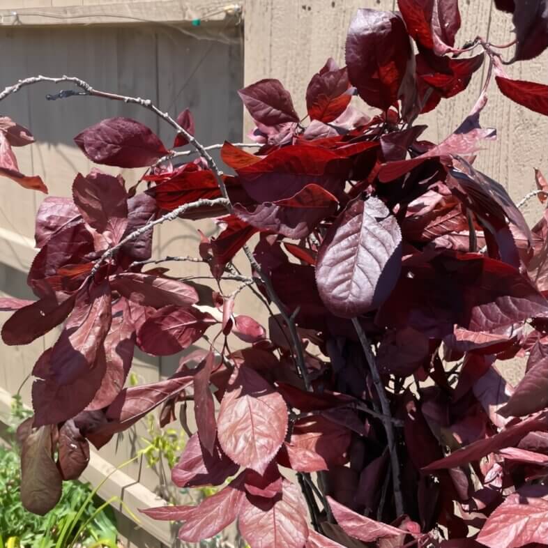 Plum Foliage