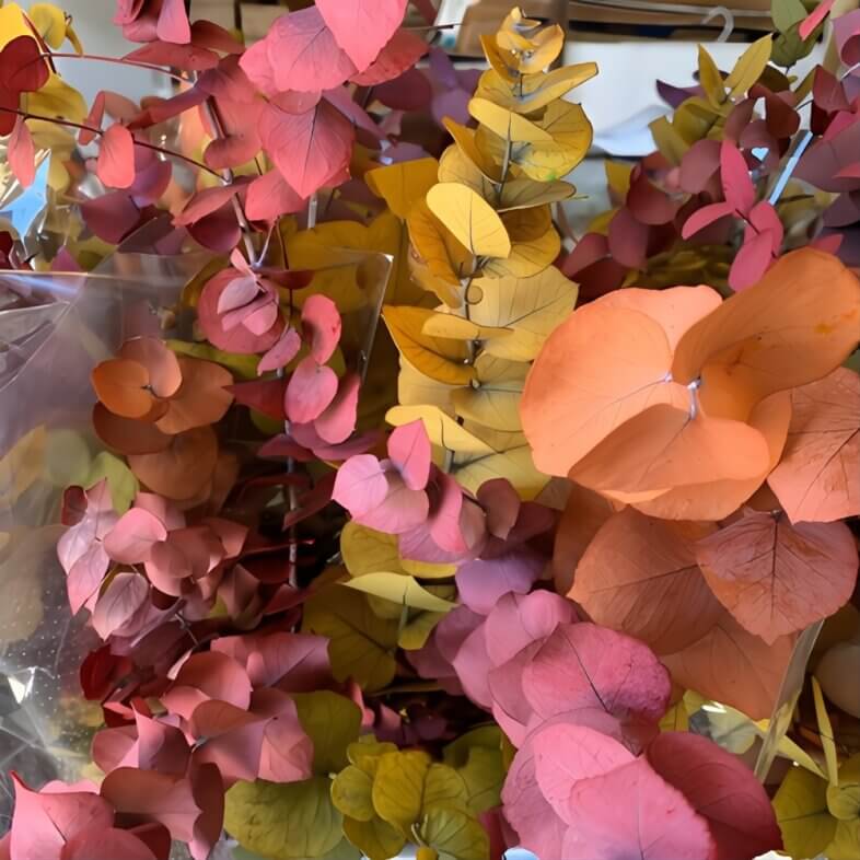 Preserved Fall Stuartiana Eucalyptus