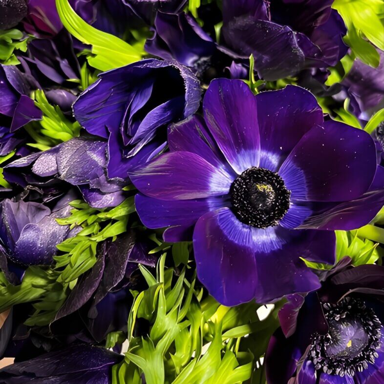 Purple anemones with dark centers for dramatic monochrome designs
