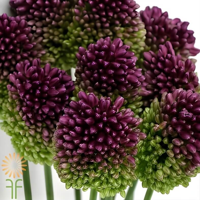 wholesale Purple Bullit Allium