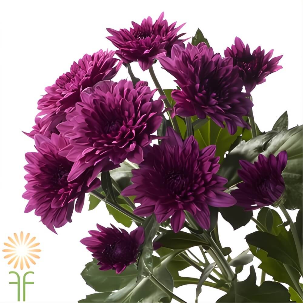 Purple Cushion Spray Mums