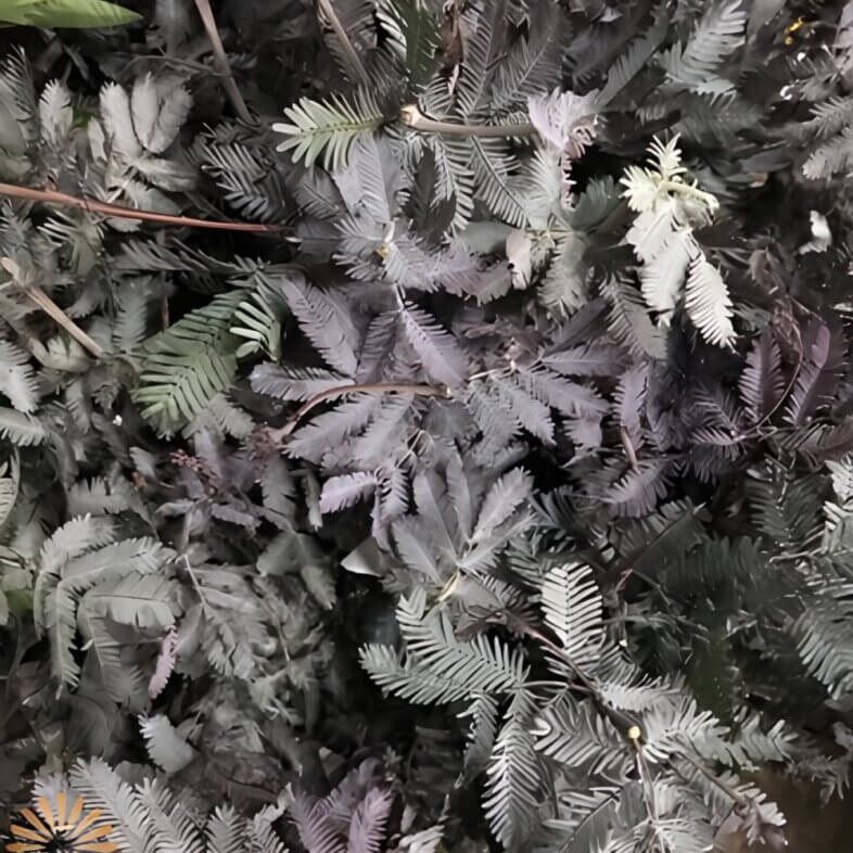 wholesale Purple Feather Acacia