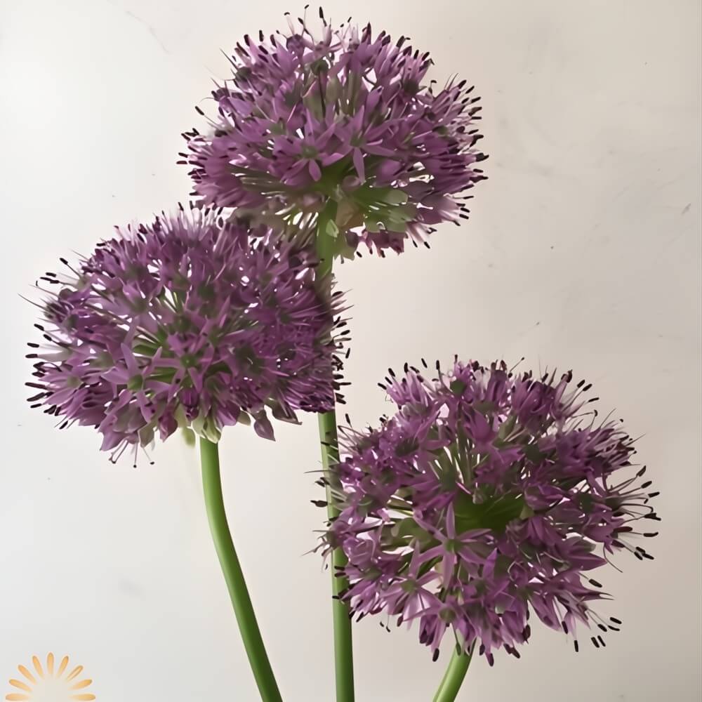 wholesale Purple Gladiator Allium