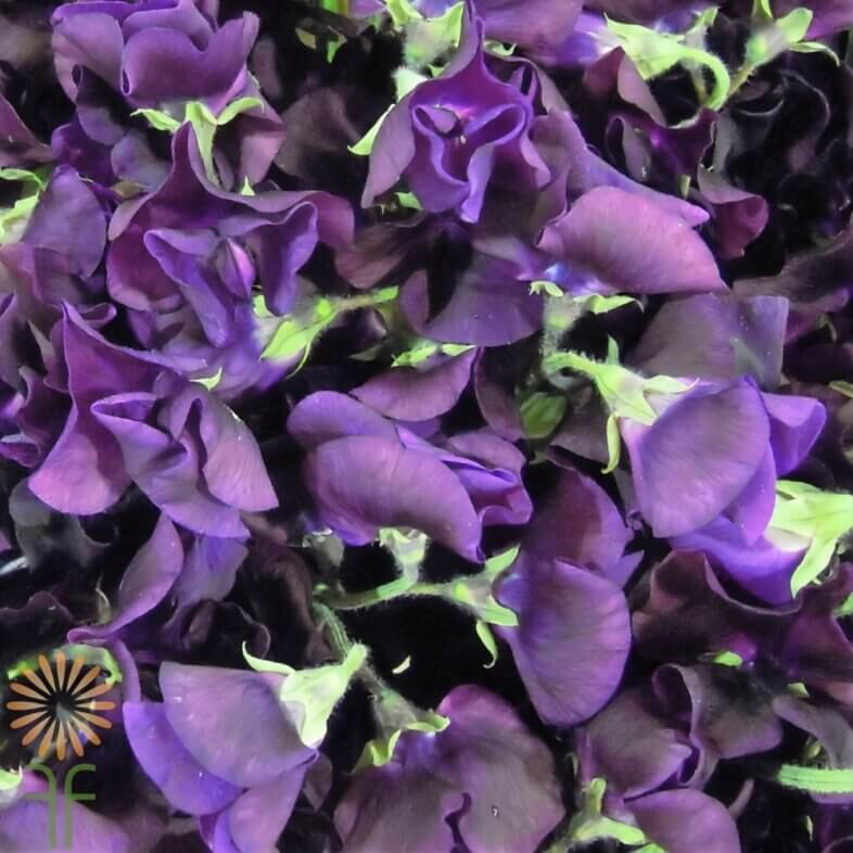 Purple Japanese Sweet Peas