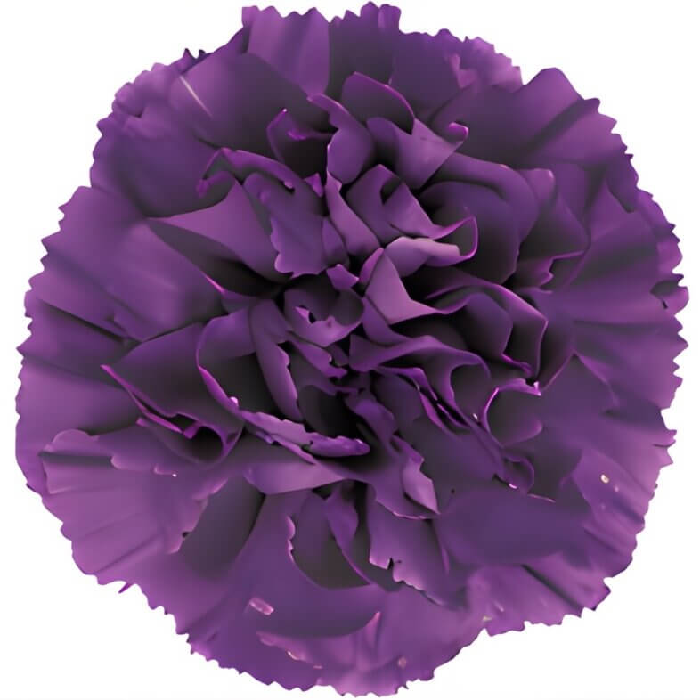 Purple Moonshade Carnations