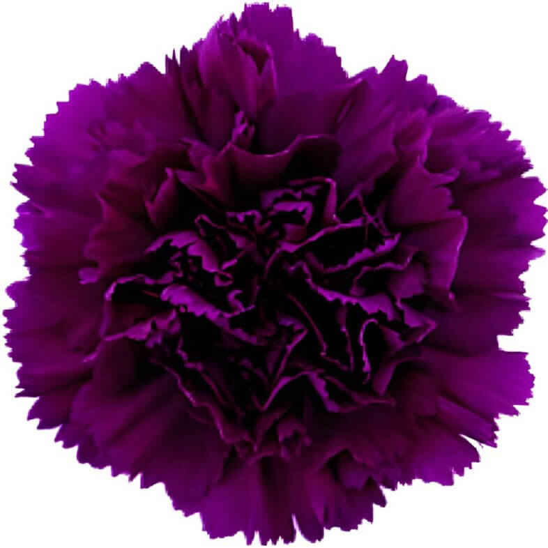 Purple Moontea Carnations