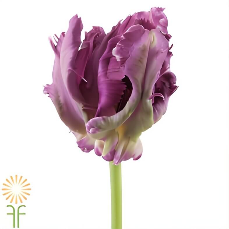Purple Parrot Tulips