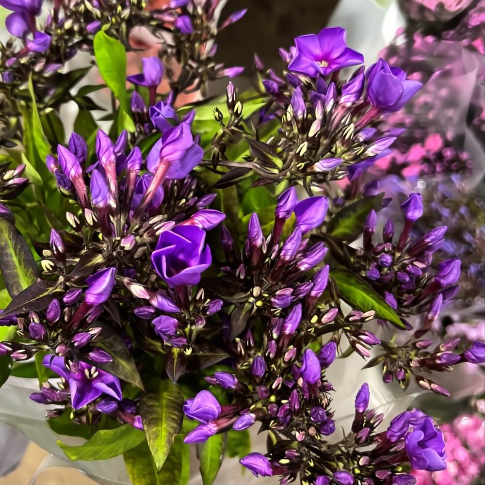 Purple Phlox