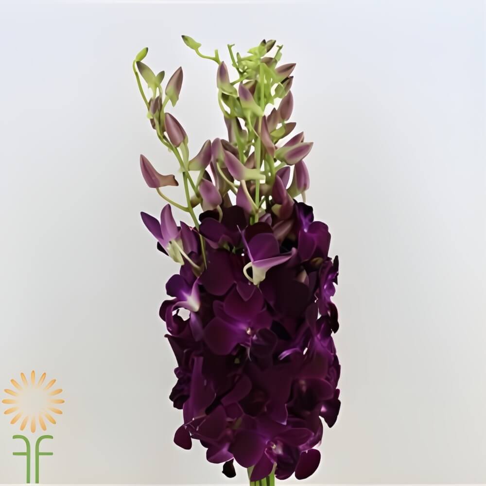 Purple Red Bull Dendrobium Orchids