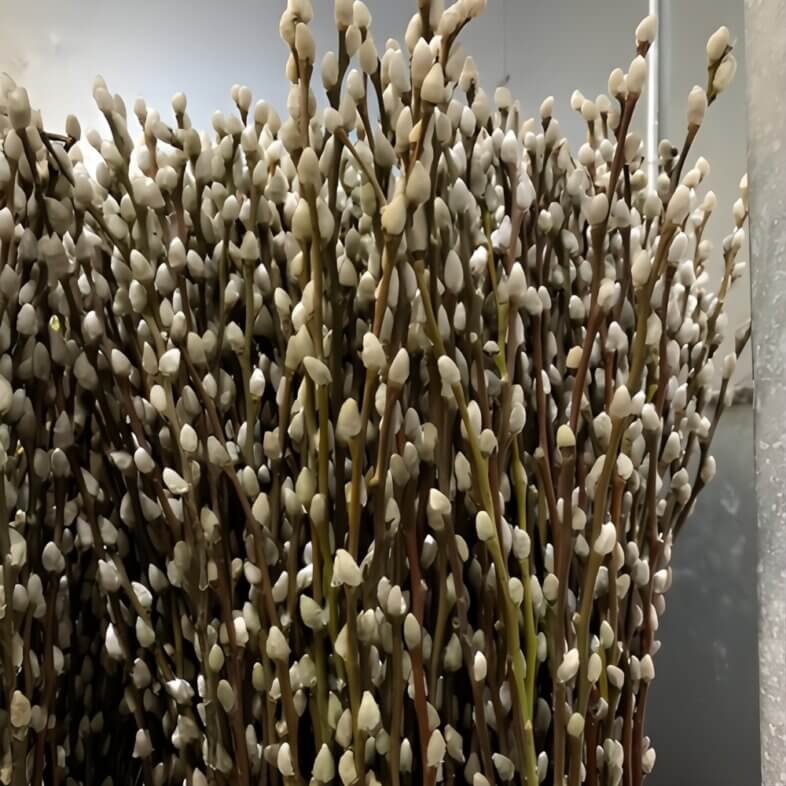 Pussy Willow whips, tips