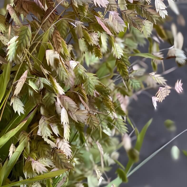 Quaking Grass