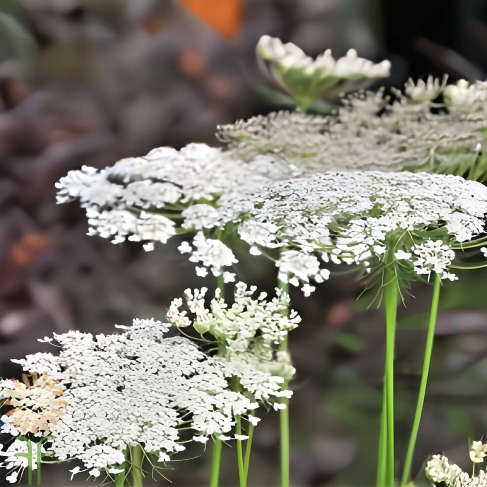 Queen Anne's Lace featured in with love, Meghan