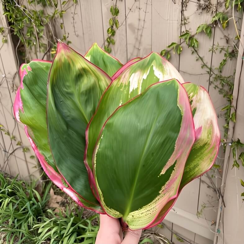 wholesale Rainbow Ti Leaves