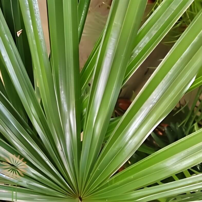 close-up of wholesale Raphis Palm Fronds, bunch