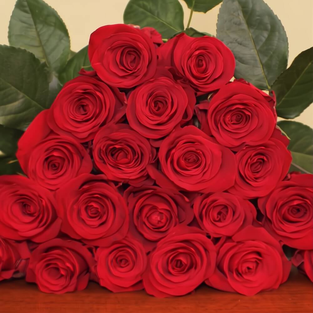 Buy Wholesale Red Check Mate Roses Online – Guaranteed Fresh