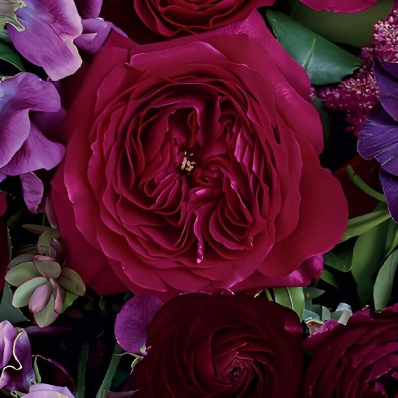 close-up wholesale Red Darcey Garden Rose