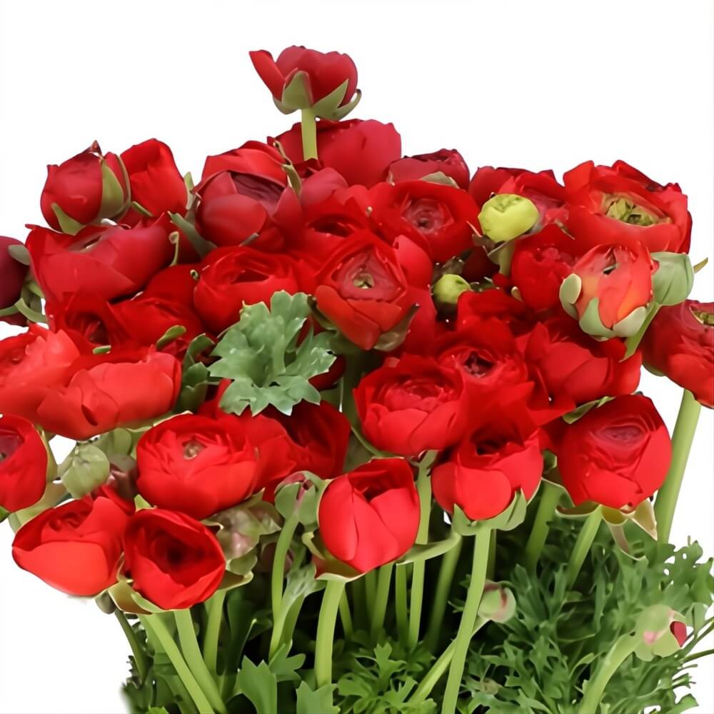 Red Elegance Ranunculus