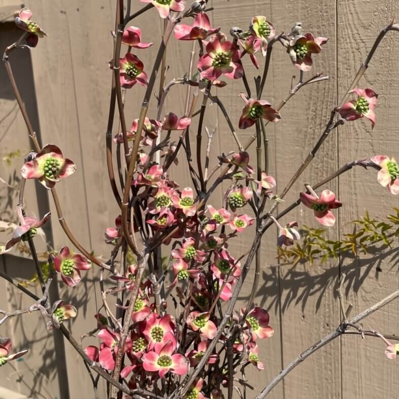 Red Flowering Dogwood Branches