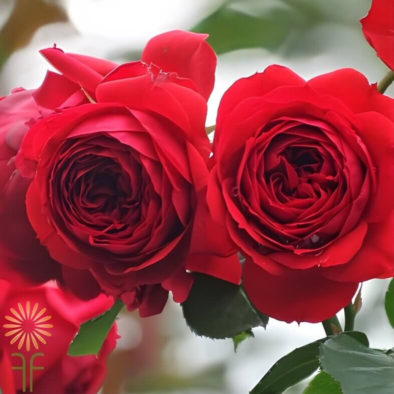 close-up of wholesale Red Francois Rabelais Garden Spray Roses