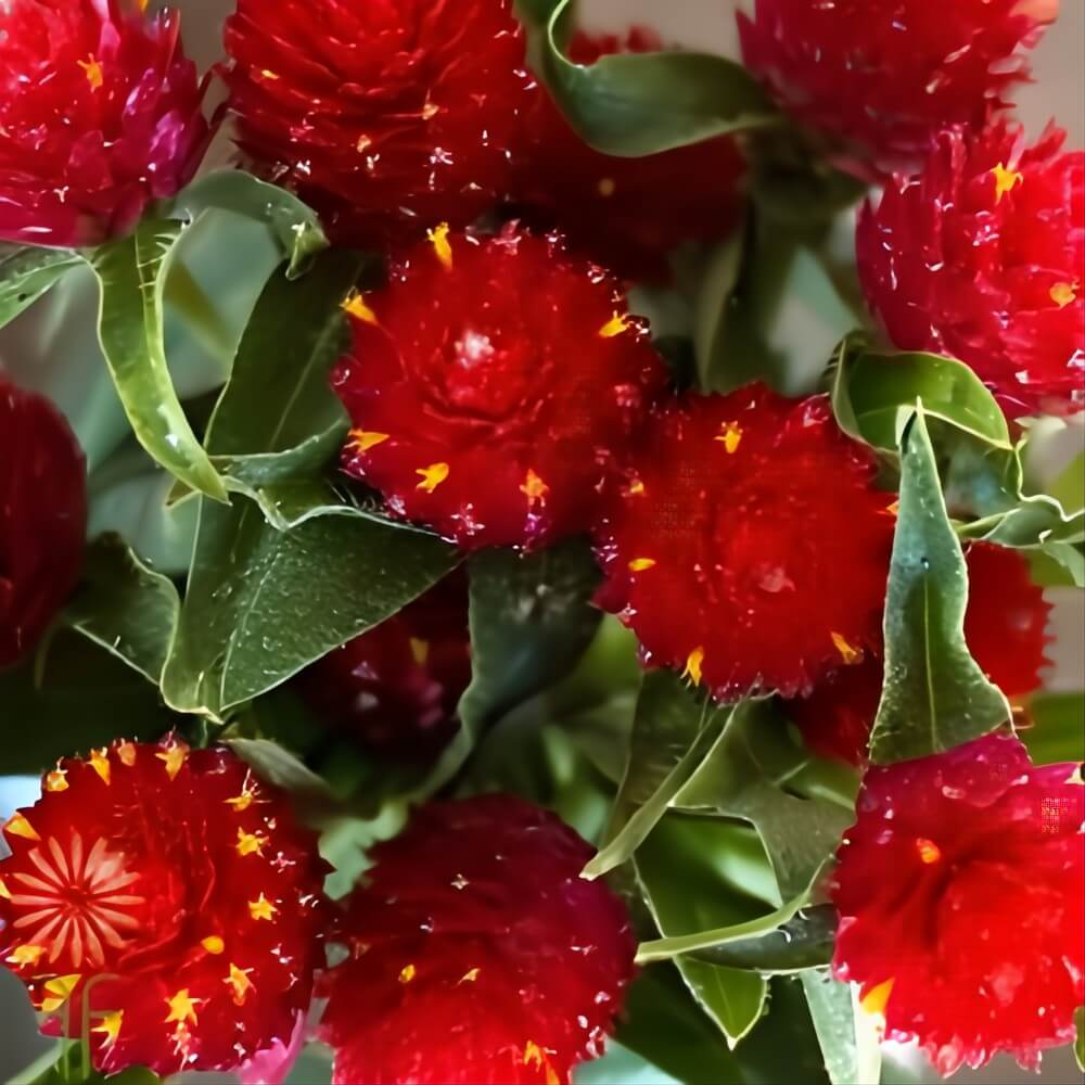 Red Gomphrena