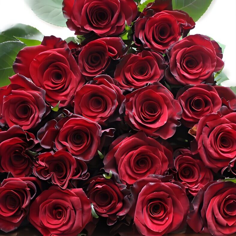 Buy Red Paris Roses Online – Guaranteed Fresh