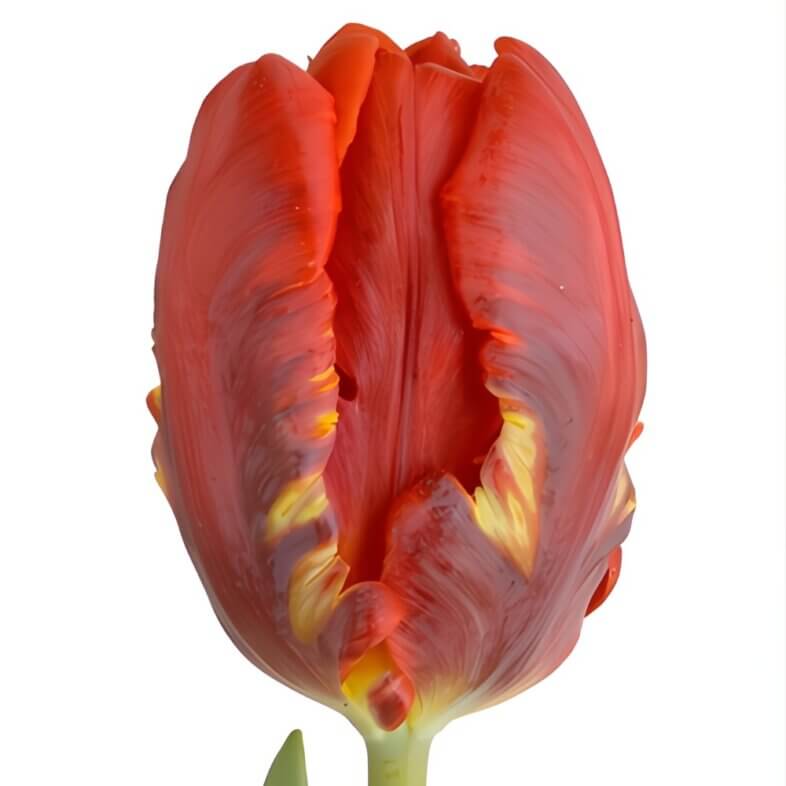 Red Parrot Tulips