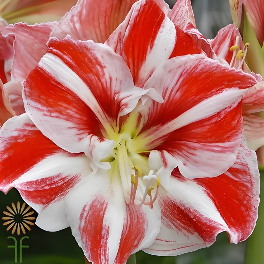 Red and white striped amaryllis used in festive winter arrangements