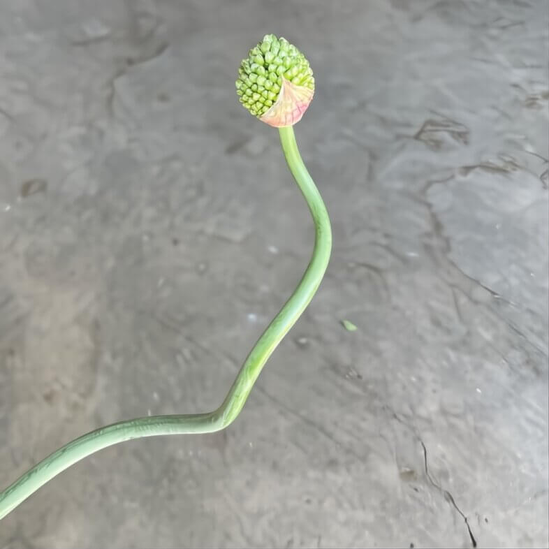 close-up of wholesale Snake Ball Allium