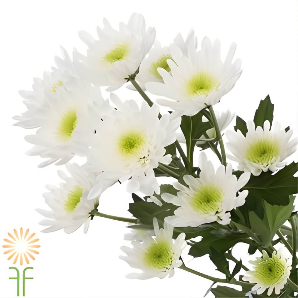 White Cushion Spray Mums