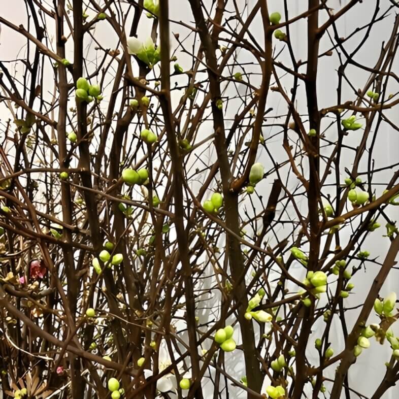 White Flowering Quince Branches
