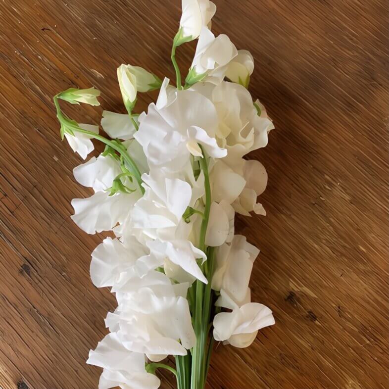 White Japanese Sweet Peas