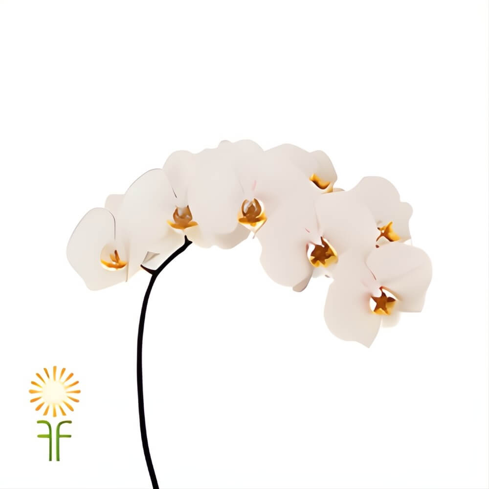 White Phalaenopsis Orchid Spray - Image 3