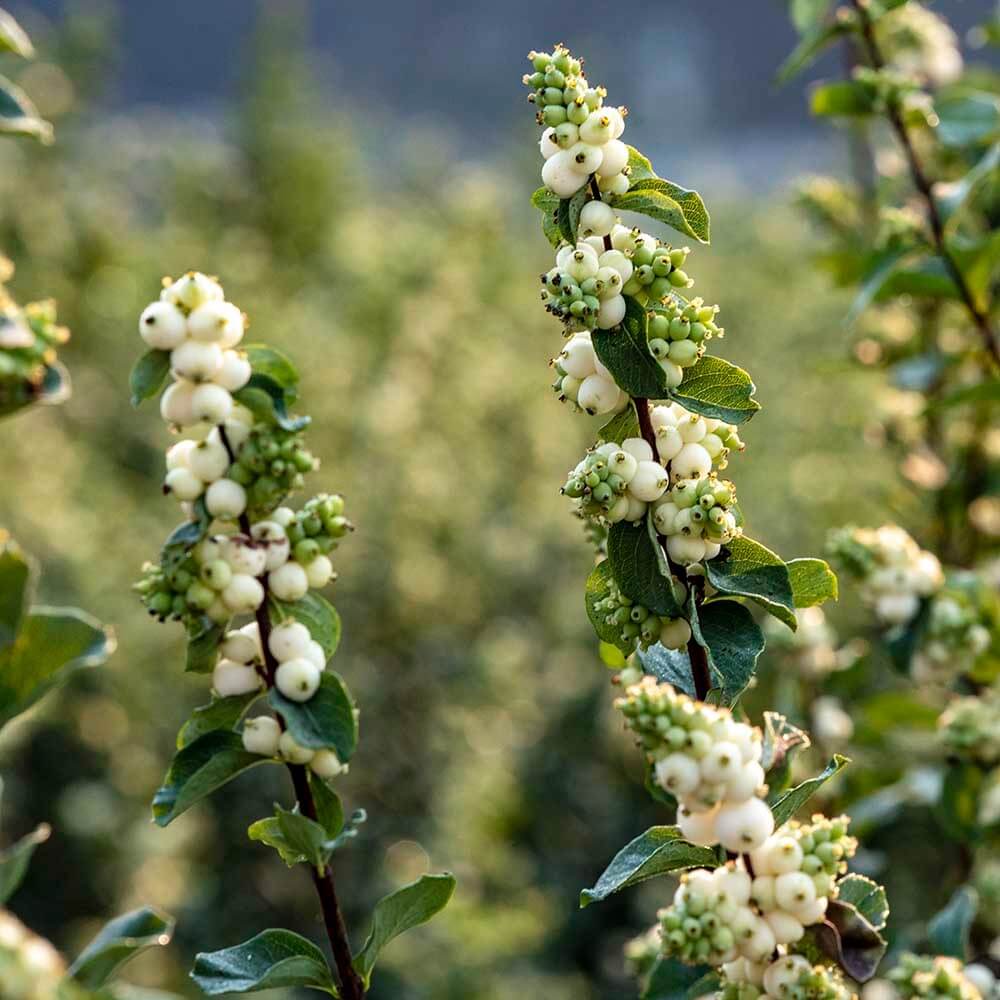 close-up of Wholesale White Snowberries