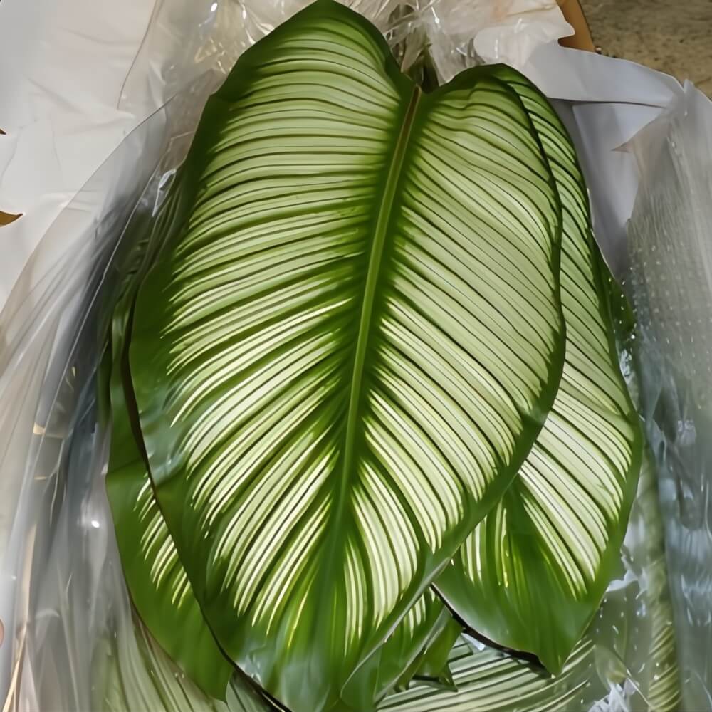 White Star Calathea Leaves