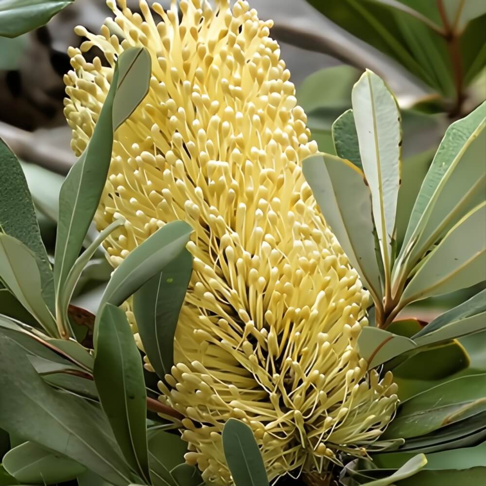 Yellow Banksia Protea