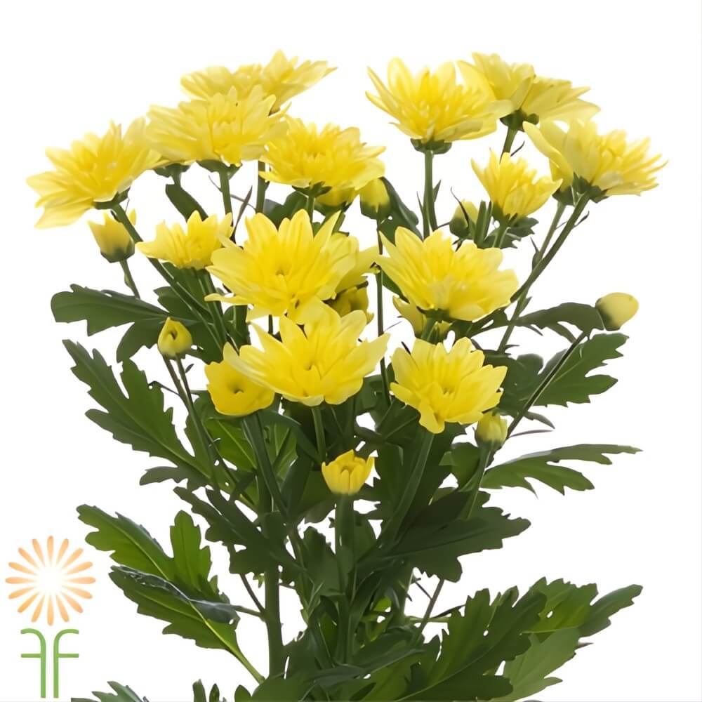 Yellow Cushion Spray Mums - Image 2