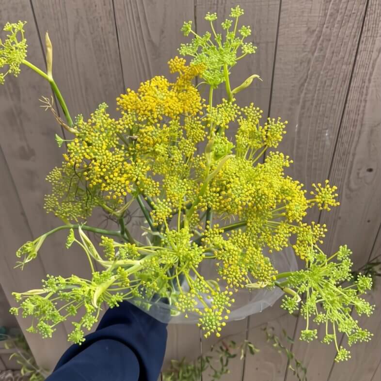 Yellow Dill