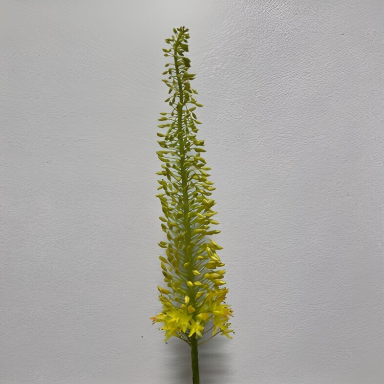 Yellow Eremurus