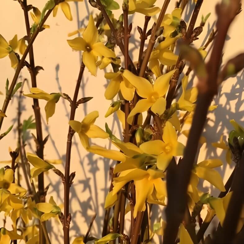 Yellow Flowering Forsythia Branches