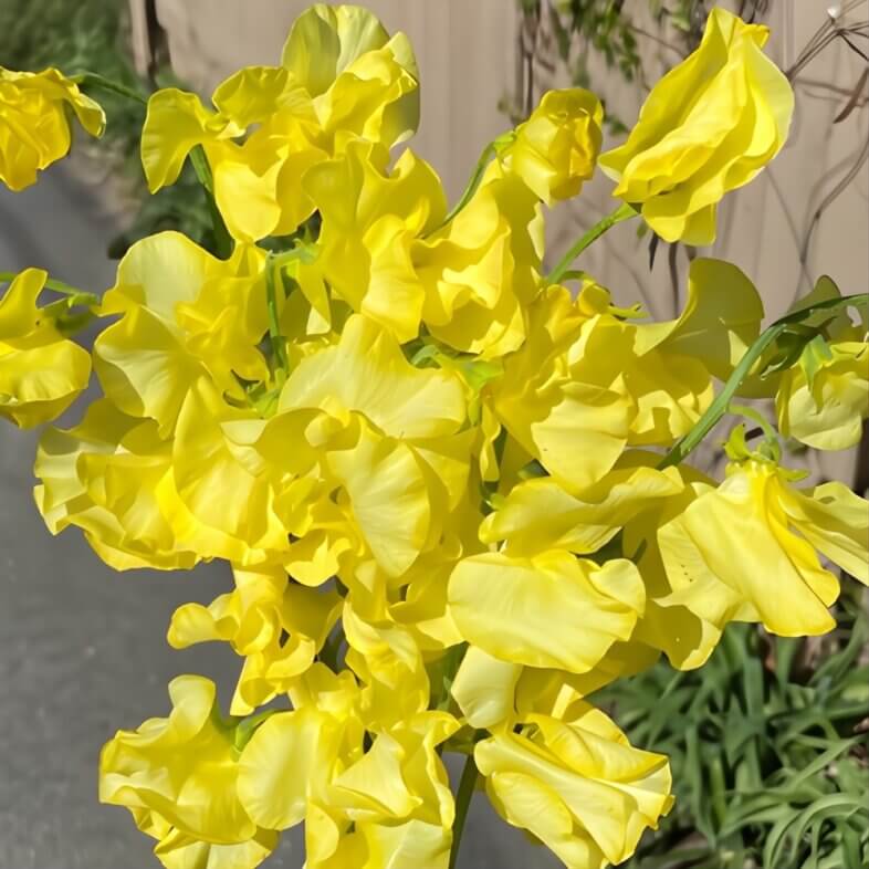 Yellow Japanese Sweet Peas