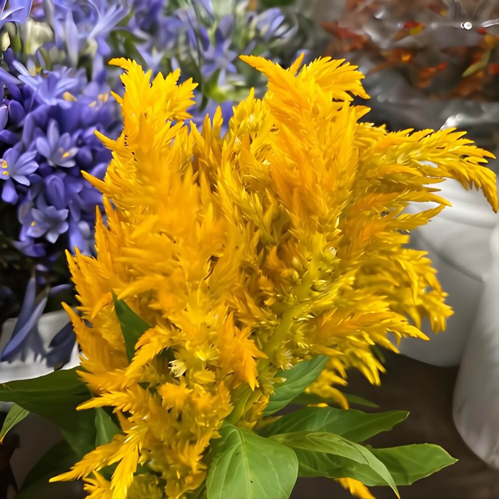 Yellow plumosa celosia flowers providing feathery texture in autumn designs