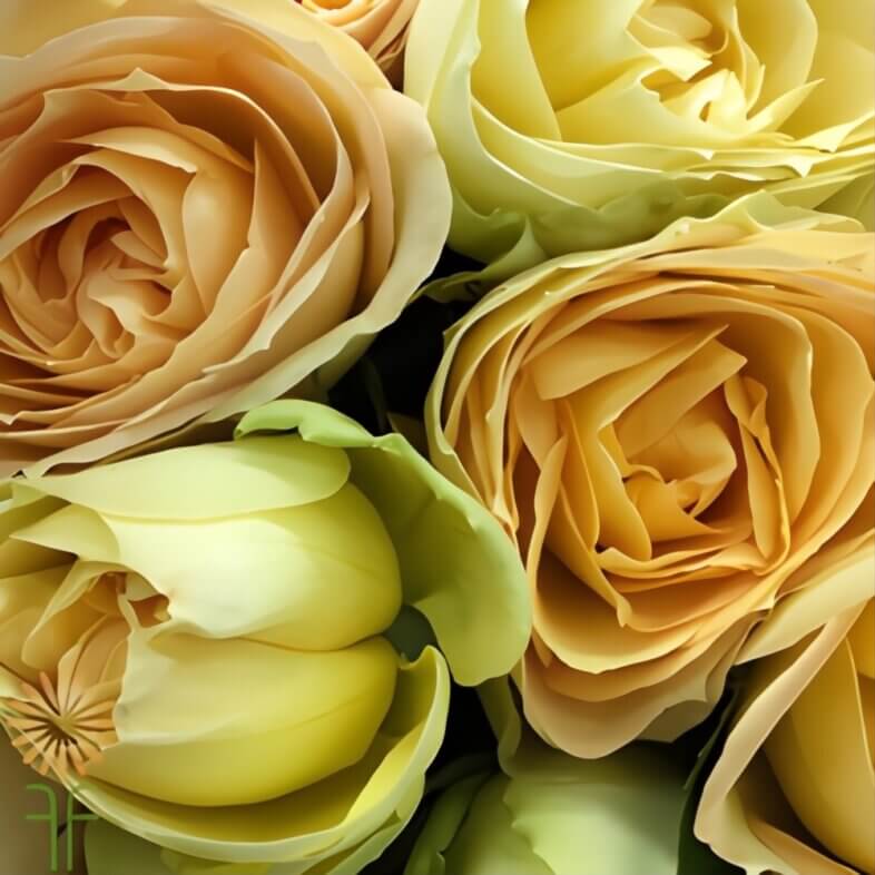 close-up Yellow Quatre Coeurs Garden Spray Roses