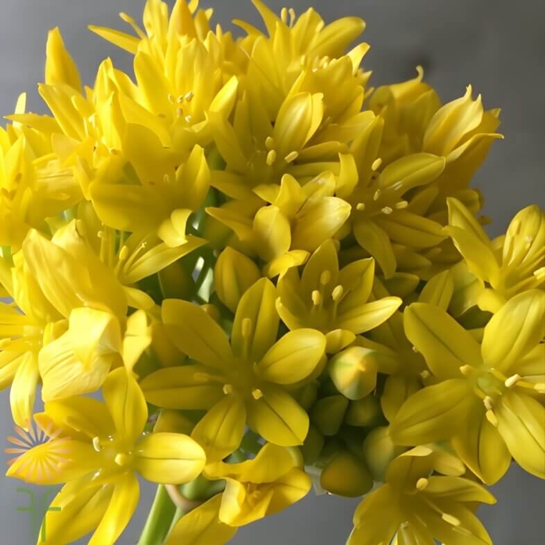 wholesale Yellow Spray Allium