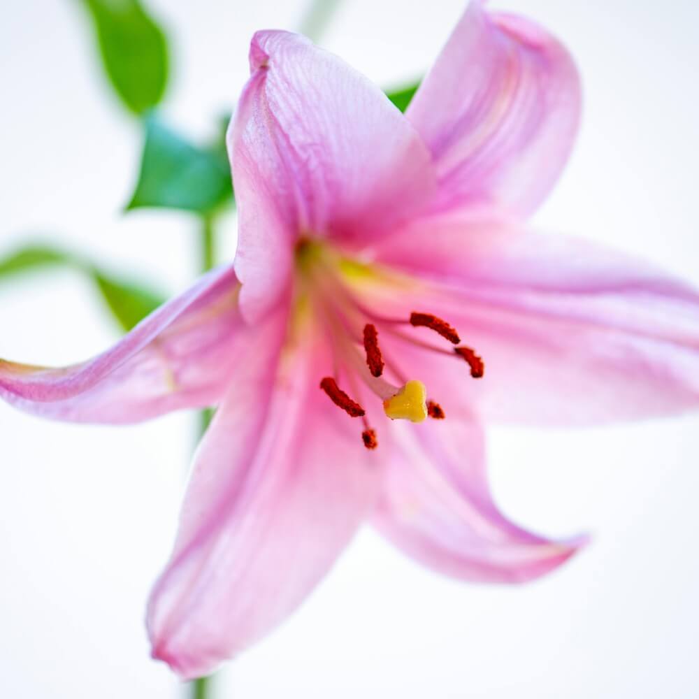 close-up of wholesale mauve lily