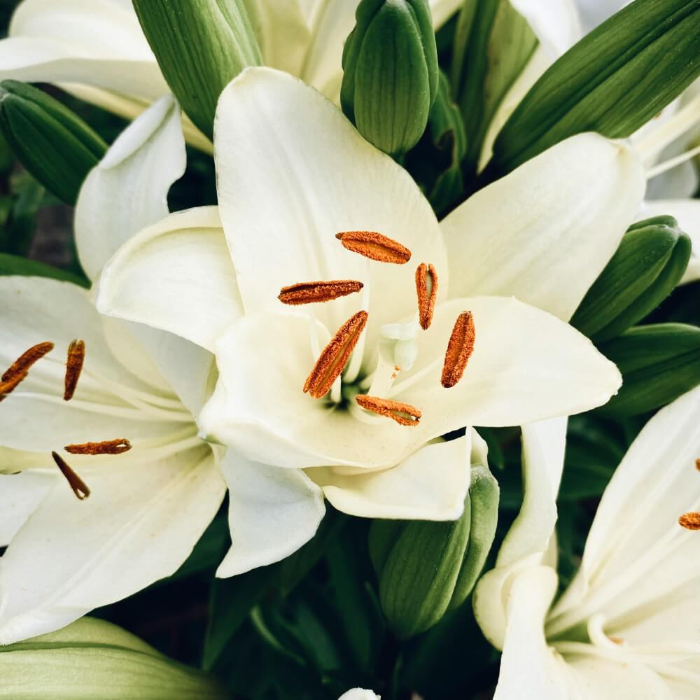 close-up of wholesale white lily