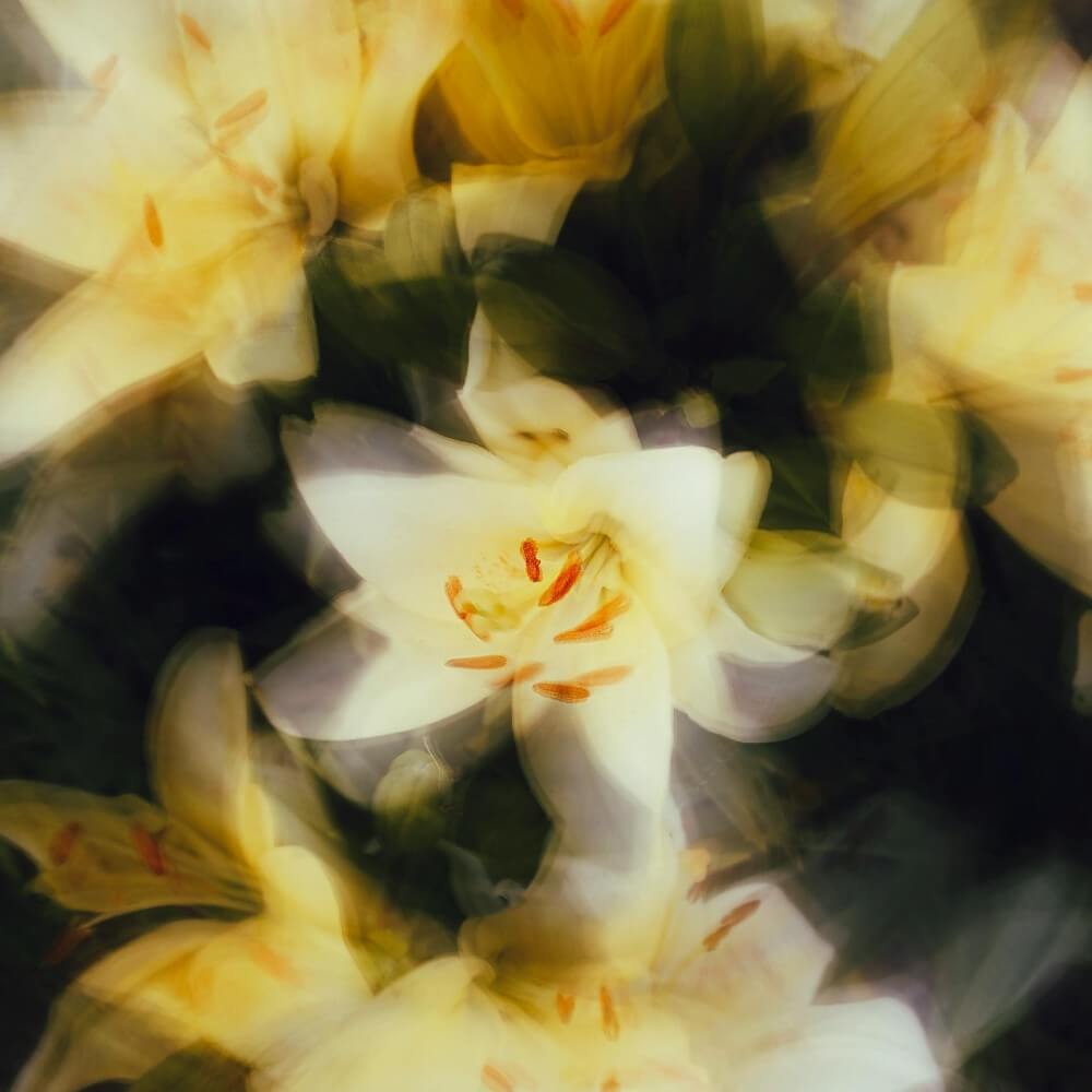 close up of wholesale yellow lily