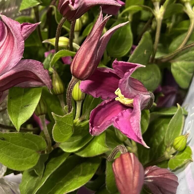 Clematis fuchsia