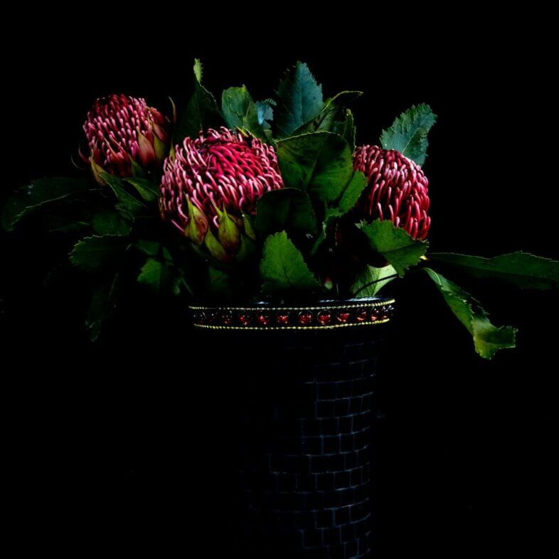 Protea
