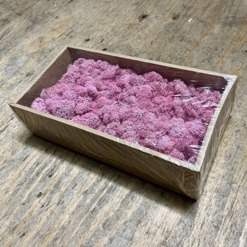 Preserved Moss Pink
